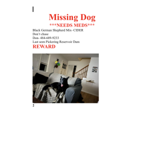 Lost Dog Cinder