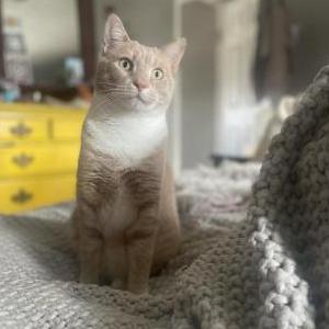 Lost Cat Jarvis