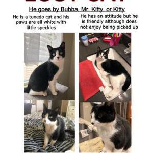 Image of Mr Kitty aka Bubba, Lost Cat