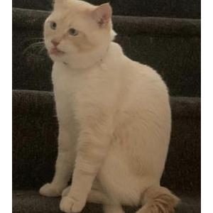 Image of Tomi, Lost Cat