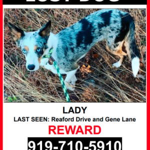 Lost Dog Lady