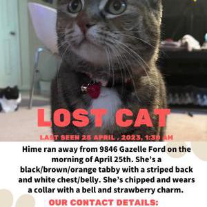 Image of Hime, Lost Cat