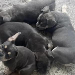 Lost Dog 3 Frenchie puppies