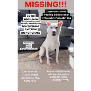 Image of Miso, Lost Dog