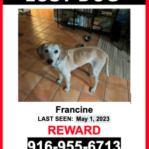 Lost Dog Francine