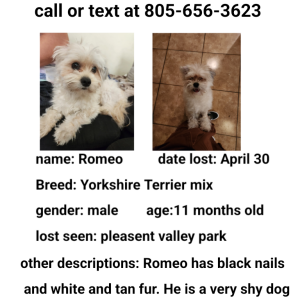 Lost Dog Romeo