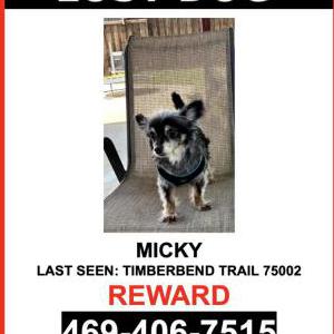 Lost Dog MICKY