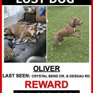 Lost Dog Oliver