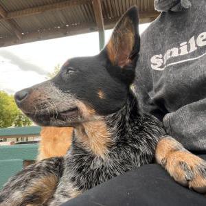Found Dog Queensland Healer