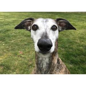 Lost Dog Victoria. whippet