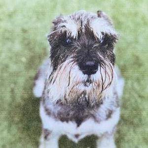 Lost Dog Sophie Whitfield