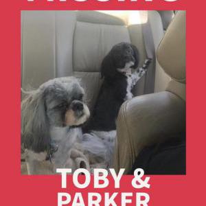 Lost Dog Toby & Parker