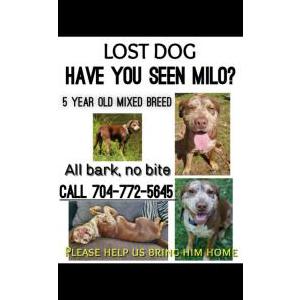 Lost Dog Milo