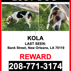 Lost Dog Kola