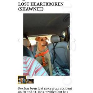 Lost Dog Rex Debbie
