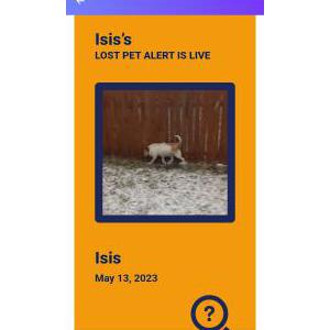 Lost Dog Isis