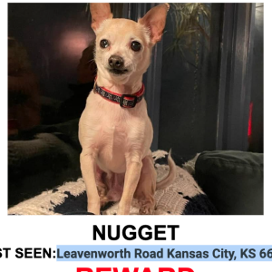 Lost Dog Nugget