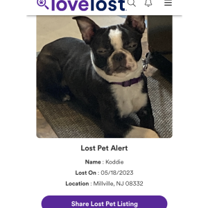 Lost Dog Koddie