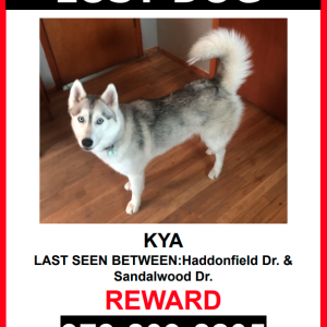 Image of Kya, Lost Dog