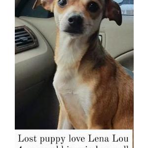 Lost Dog Puppy love Lena lou