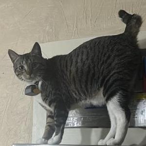 Image of Kit Kat, Lost Cat