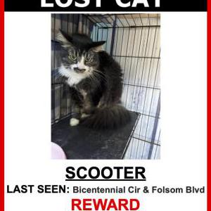 Image of SCOOTER, Lost Cat