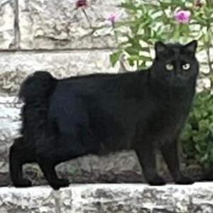 Lost Cat Black Ralph