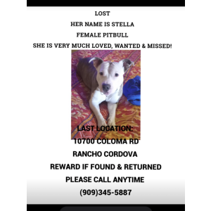 Lost Dog Stella Brown