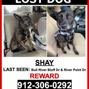 Lost Dog Shay