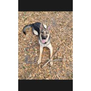 Image of Stella Holder, Lost Dog