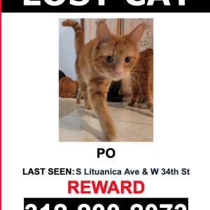 Lost Cat Po
