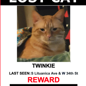 Lost Cat Twinkie