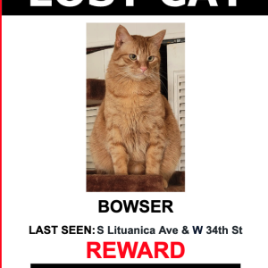 Lost Cat Bowser