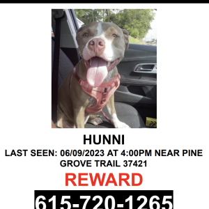 Lost Dog Hunni