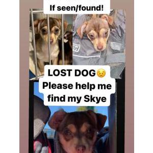 Lost Dog Skye