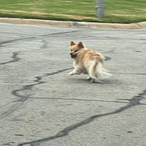 Found Dog Unknown