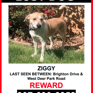 Lost Dog Ziggy