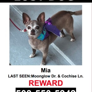 Lost Dog Mia