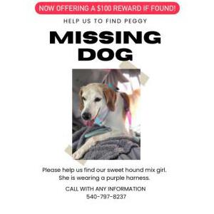 Lost Dog Peggy