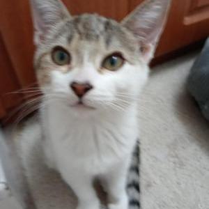 Image of Shayla, Lost Cat