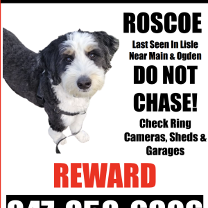 Lost Dog ROSCOE
