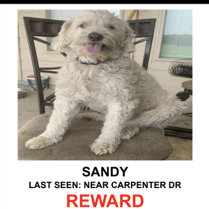 Lost Dog Sandy