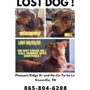 Lost Dog Duke