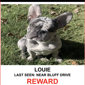 Lost Dog LOUIE