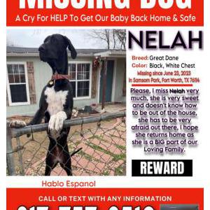 Lost Dog Nelah