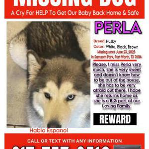 Lost Dog Perla