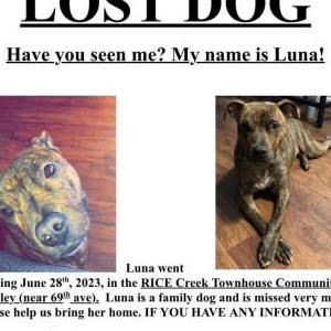 Lost Dog Luna