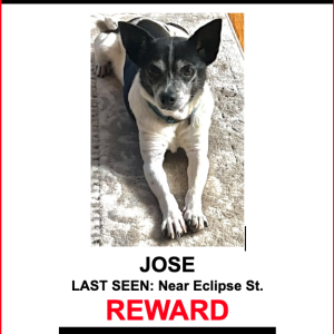 Lost Dog Jose