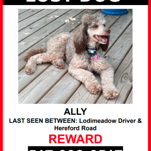 Image of Ally, Lost Dog