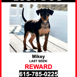 Lost Dog Mikey